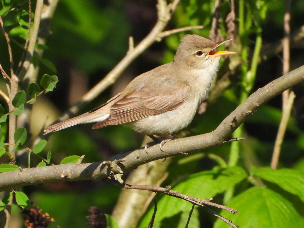 Oostelijke vale spotvogel (Iduna pallida)