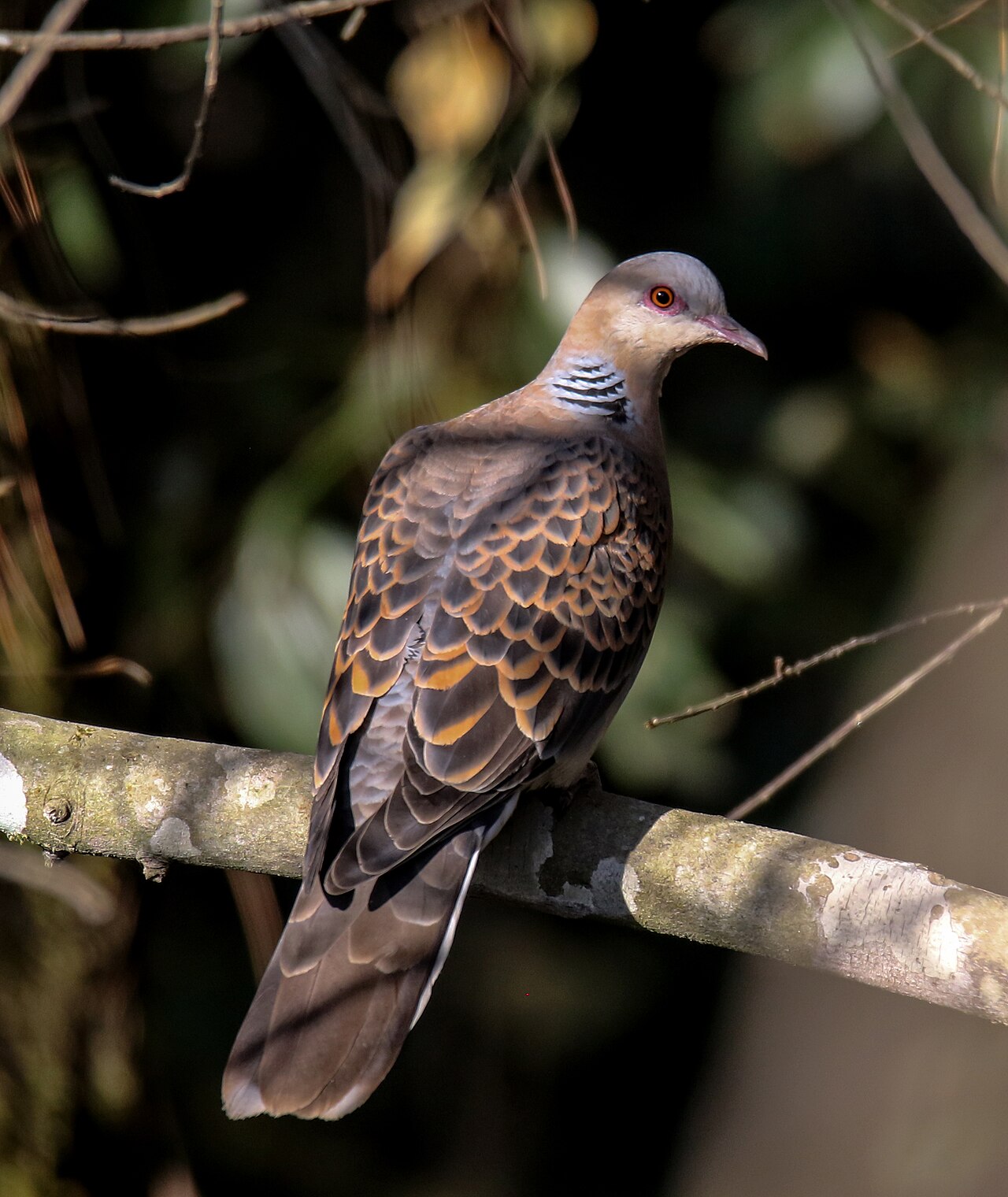 Oosterse tortel (Streptopelia orientalis)
