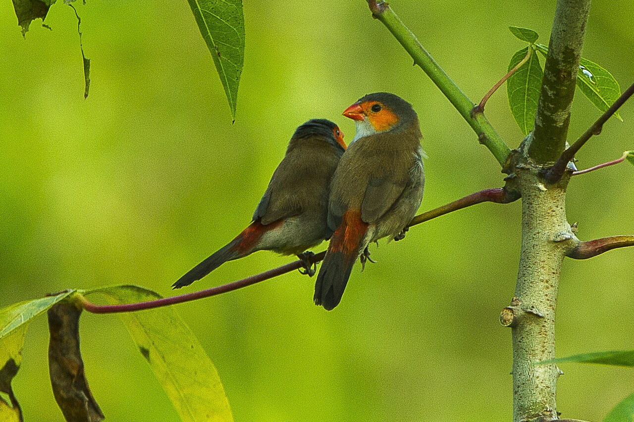 Oranjewangastrild (Estrilda melpoda)