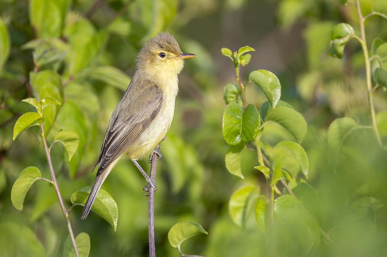 Orpheusspotvogel (Hippolais polyglotta)