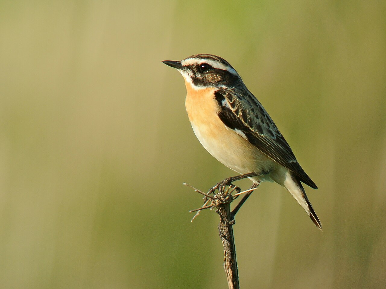 Paapje (Saxicola rubetra)