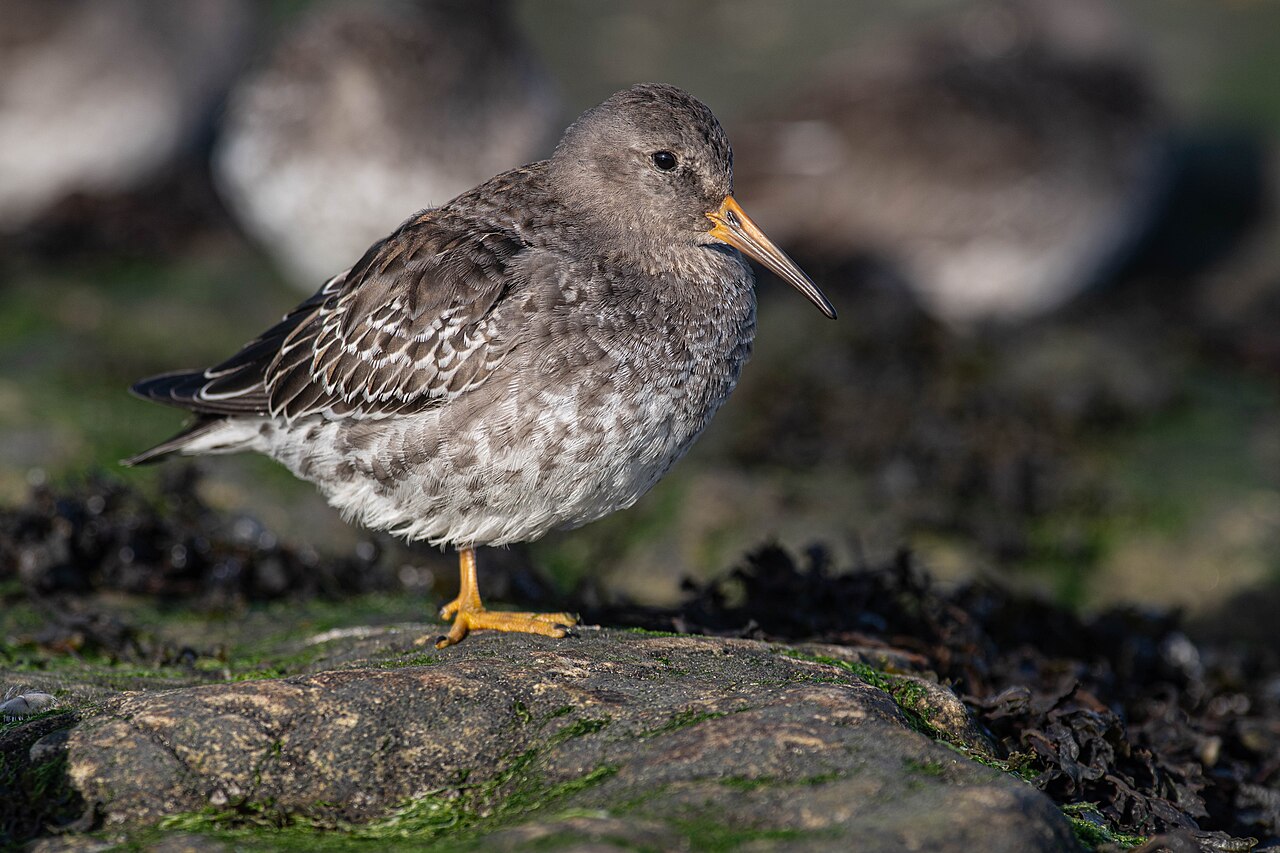 Paarse strandloper (Calidris maritima)