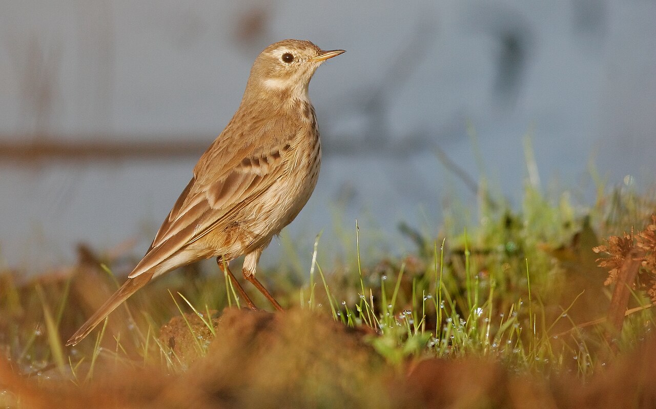 Pacifische waterpieper (Anthus rubescens)