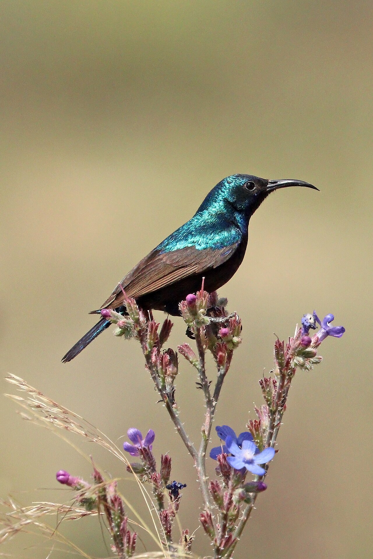 Palestijnse honingzuiger (Cinnyris osea)
