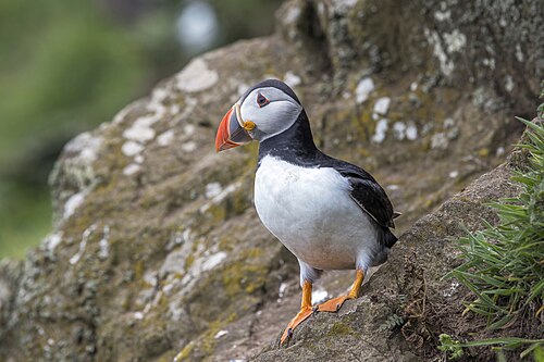 Papageitaucher (Fratercula arctica)