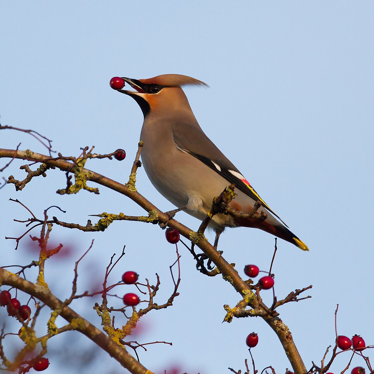 Pestvogel (Bombycilla garrulus)