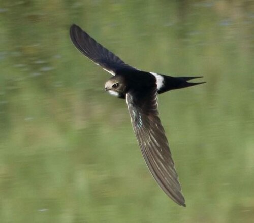 Weißbürzelsegler (Apus caffer)