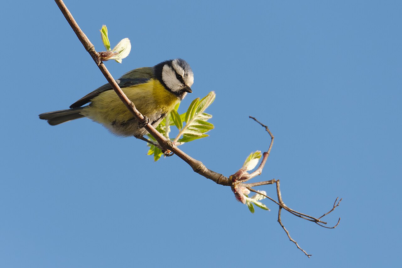 Pimpelmees (Cyanistes caeruleus)