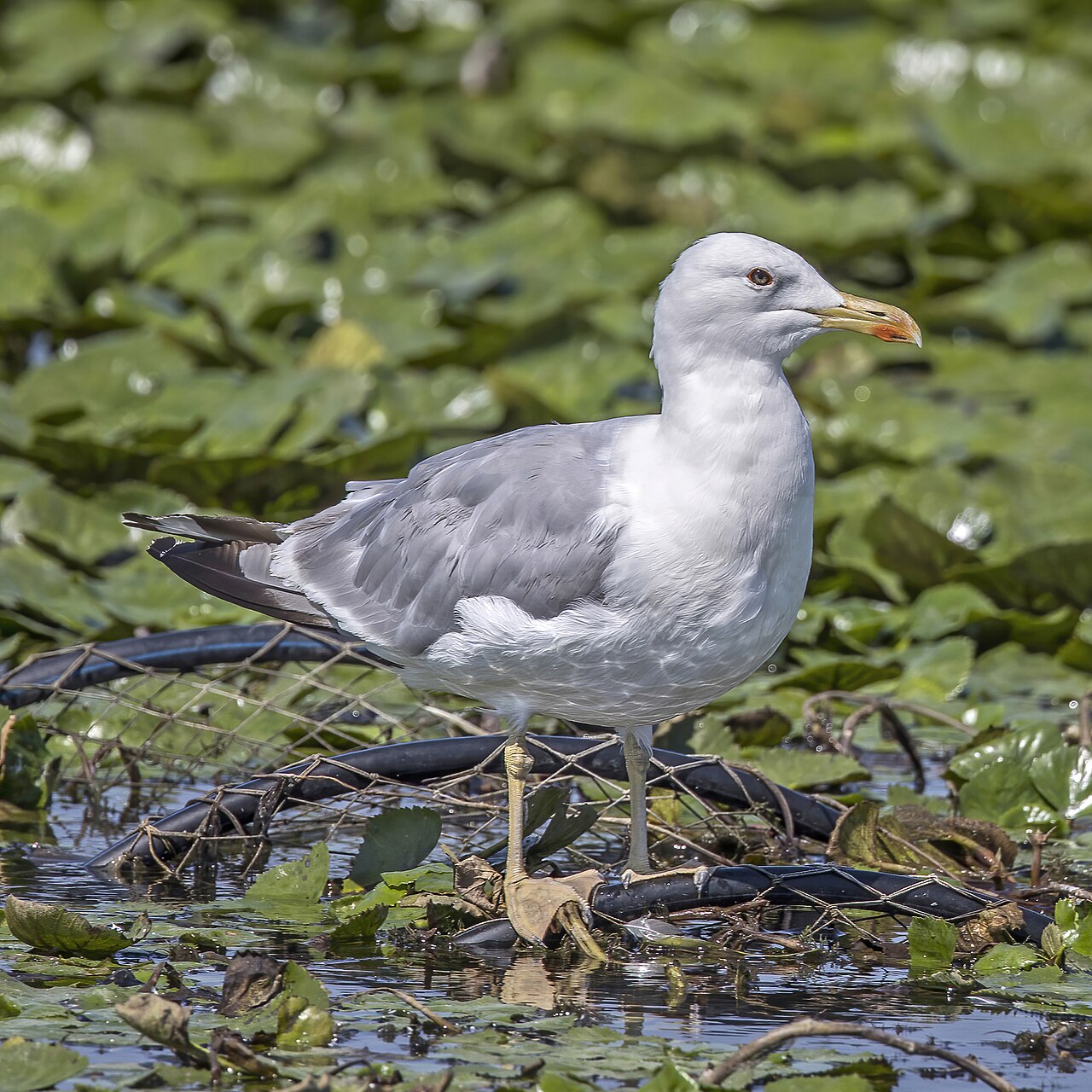Pontische meeuw (Larus cachinnans)