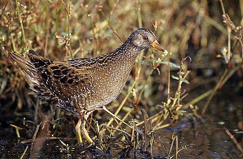 Tüpfelsumpfhuhn (Porzana porzana)