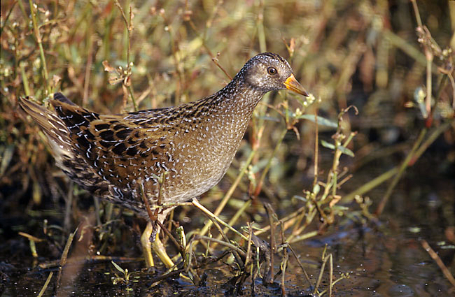 Porseleinhoen (Porzana porzana)
