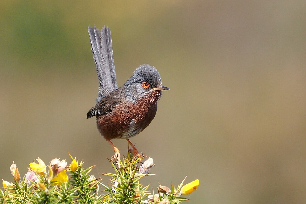 Provençaalse grasmus (Curruca undata)