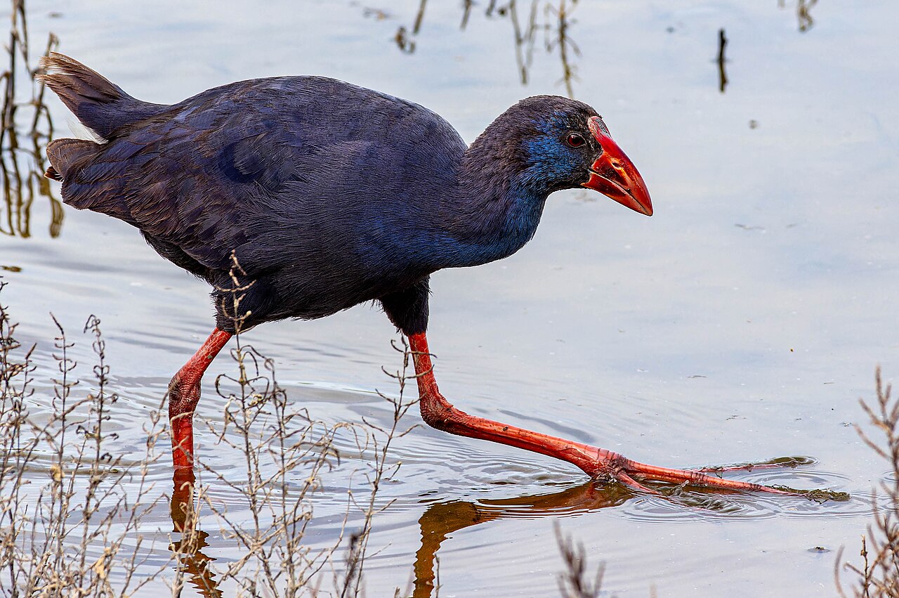 Purperkoet (Porphyrio porphyrio)