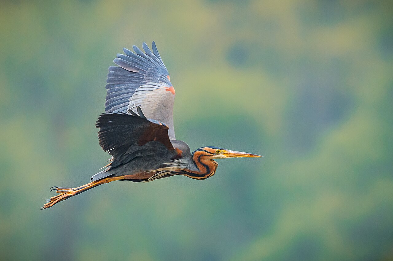 Purperreiger (Ardea purpurea)