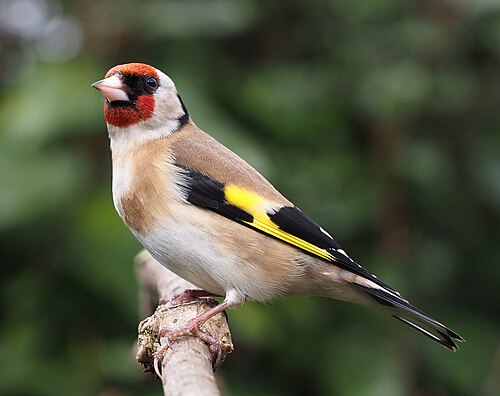 Stieglitz (Carduelis carduelis)