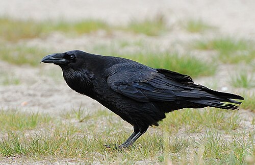 Kolkrabe (Corvus corax)
