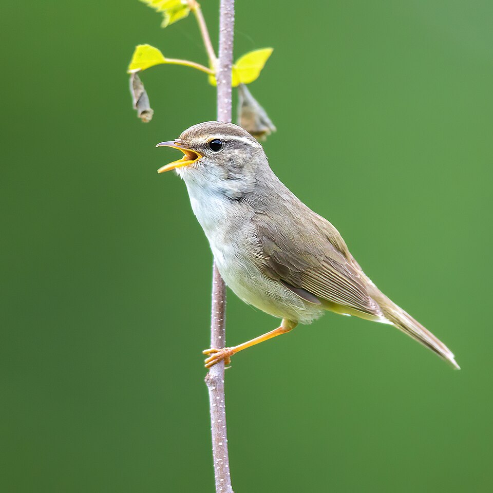Raddes boszanger (Phylloscopus schwarzi)