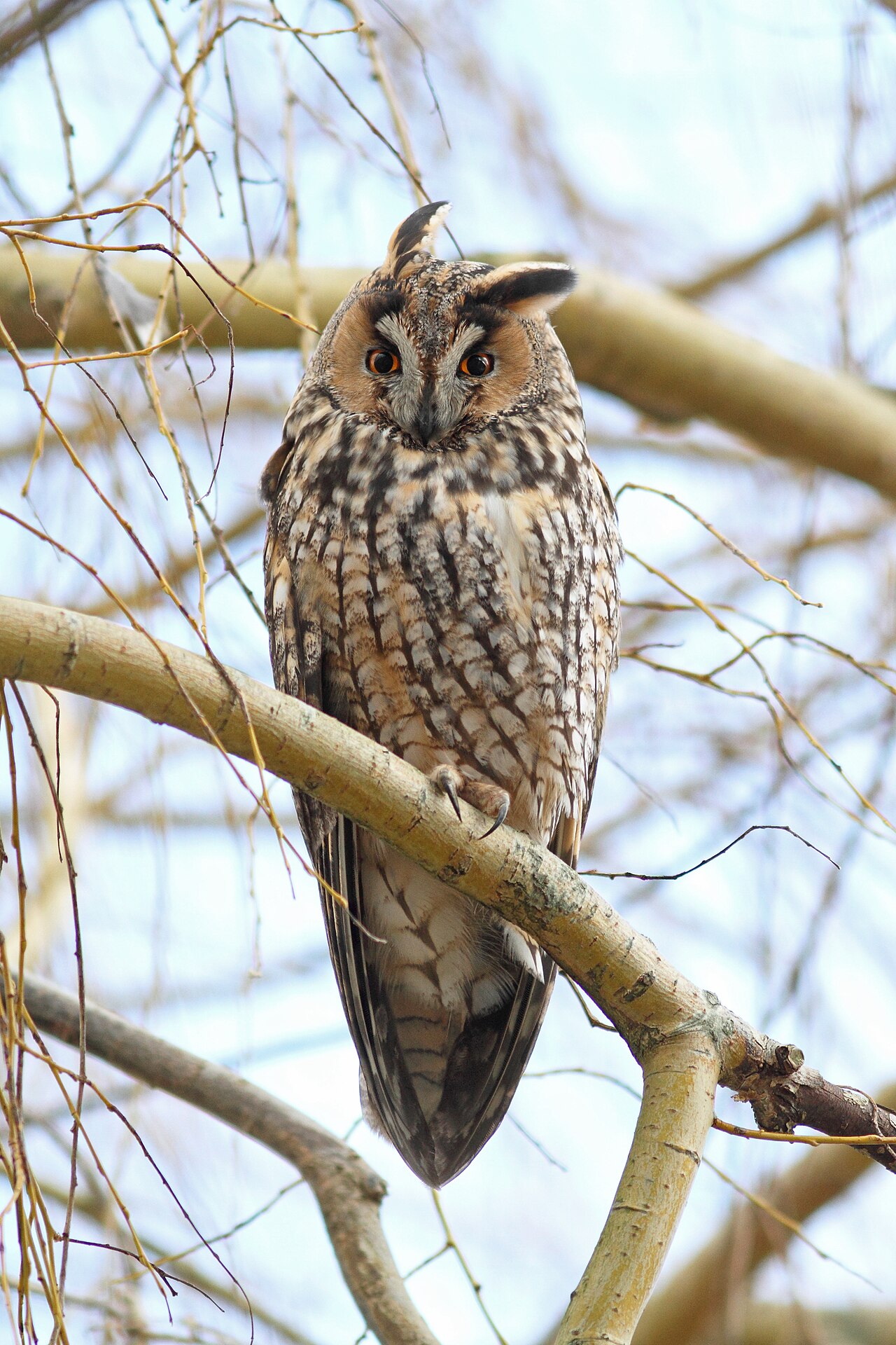 Ransuil (Asio otus)