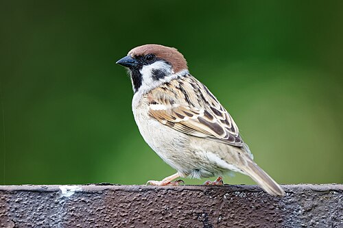 Feldsperling (Passer montanus)