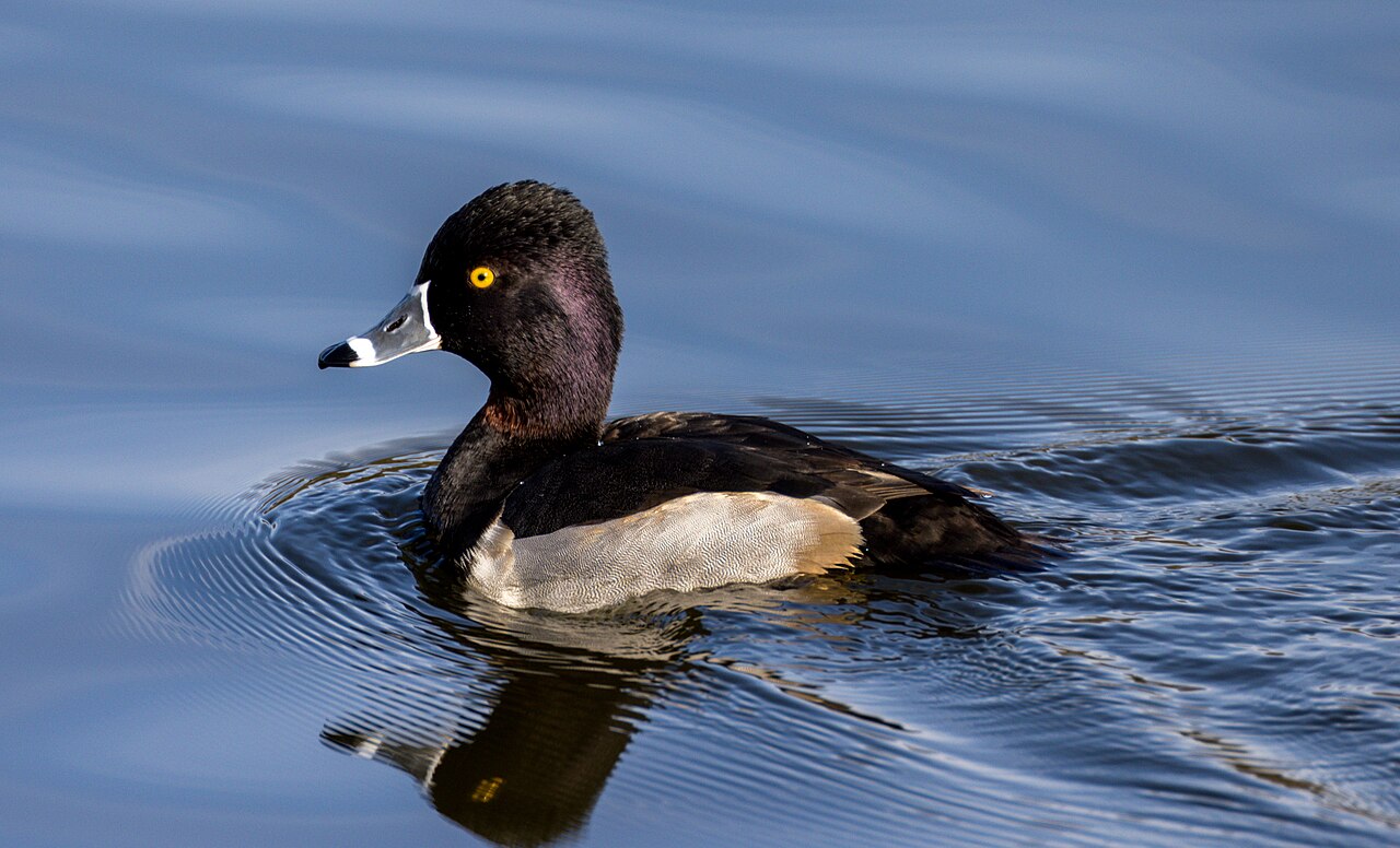 Ringsnaveleend (Aythya collaris)