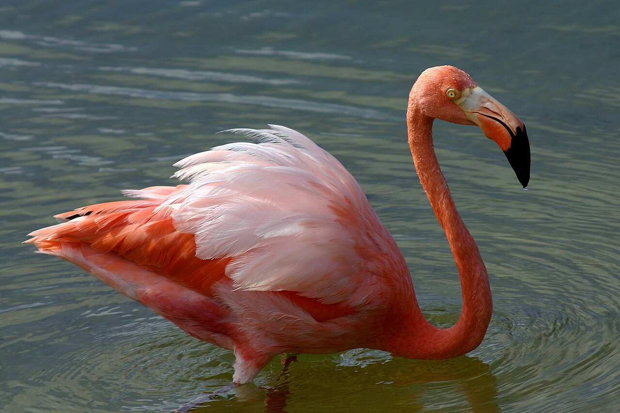 Rode flamingo (Phoenicopterus ruber)
