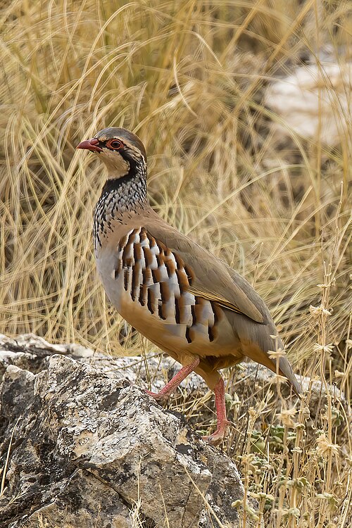 Rothuhn (Alectoris rufa)