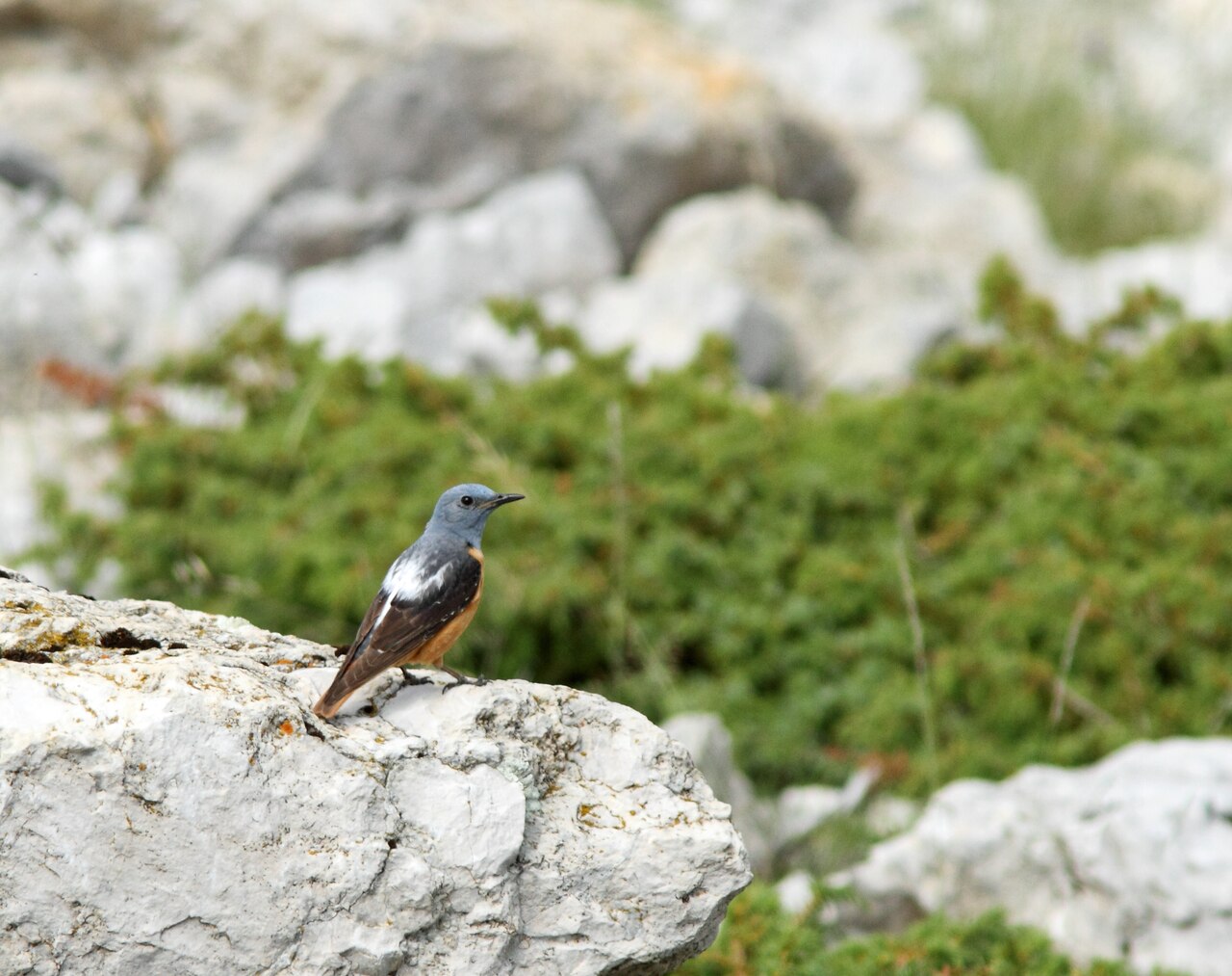 Rode rotslijster (Monticola saxatilis)