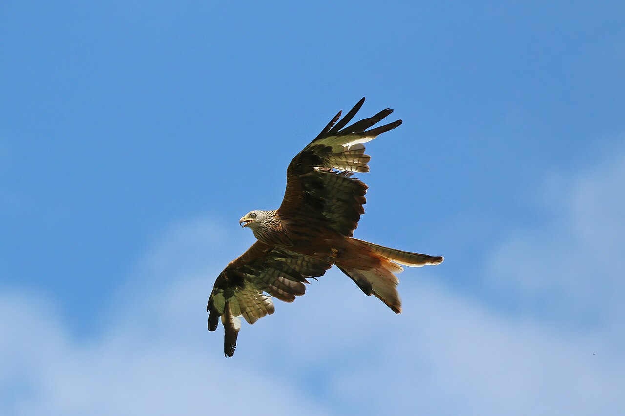 Rode wouw (Milvus milvus)