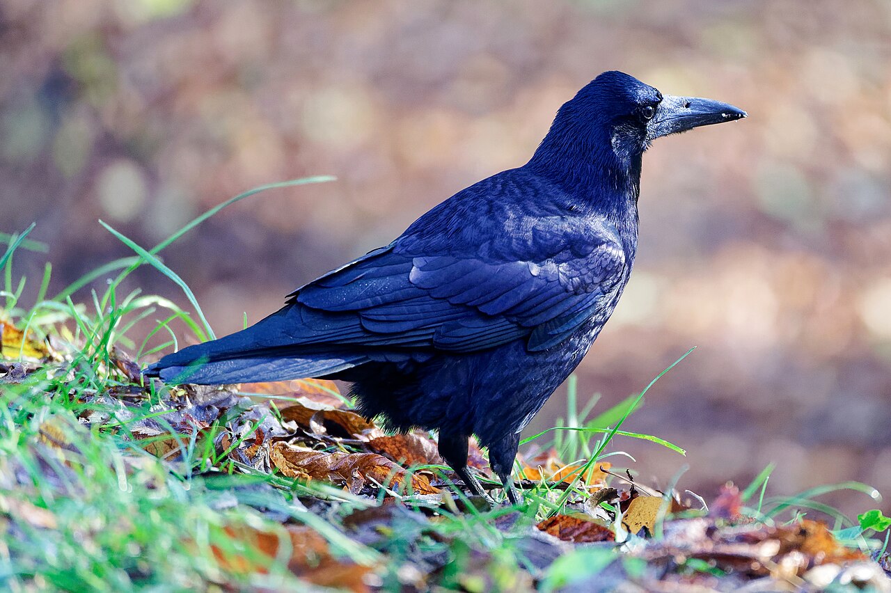 Roek (Corvus frugilegus)