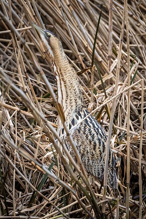 Rohrdommel (Botaurus stellaris)