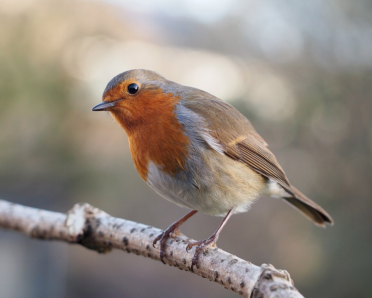 Roodborst (Erithacus rubecula)