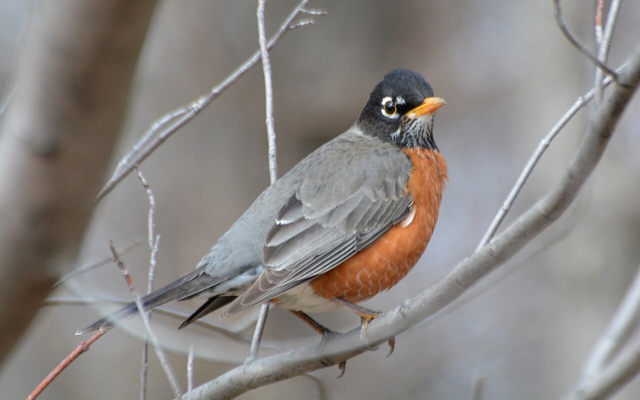 Roodborstlijster (Turdus migratorius)