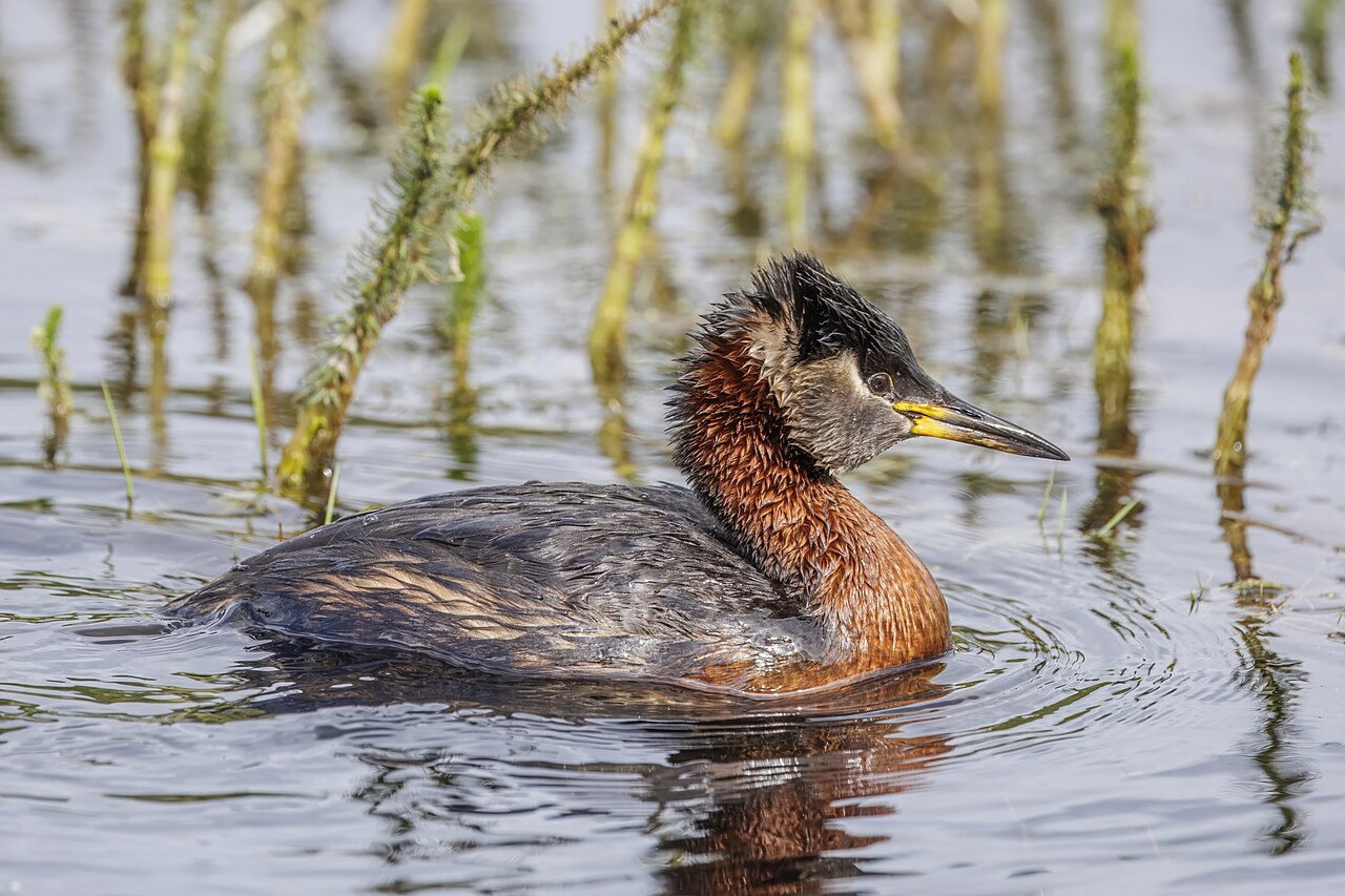 Roodhalsfuut (Podiceps grisegena)