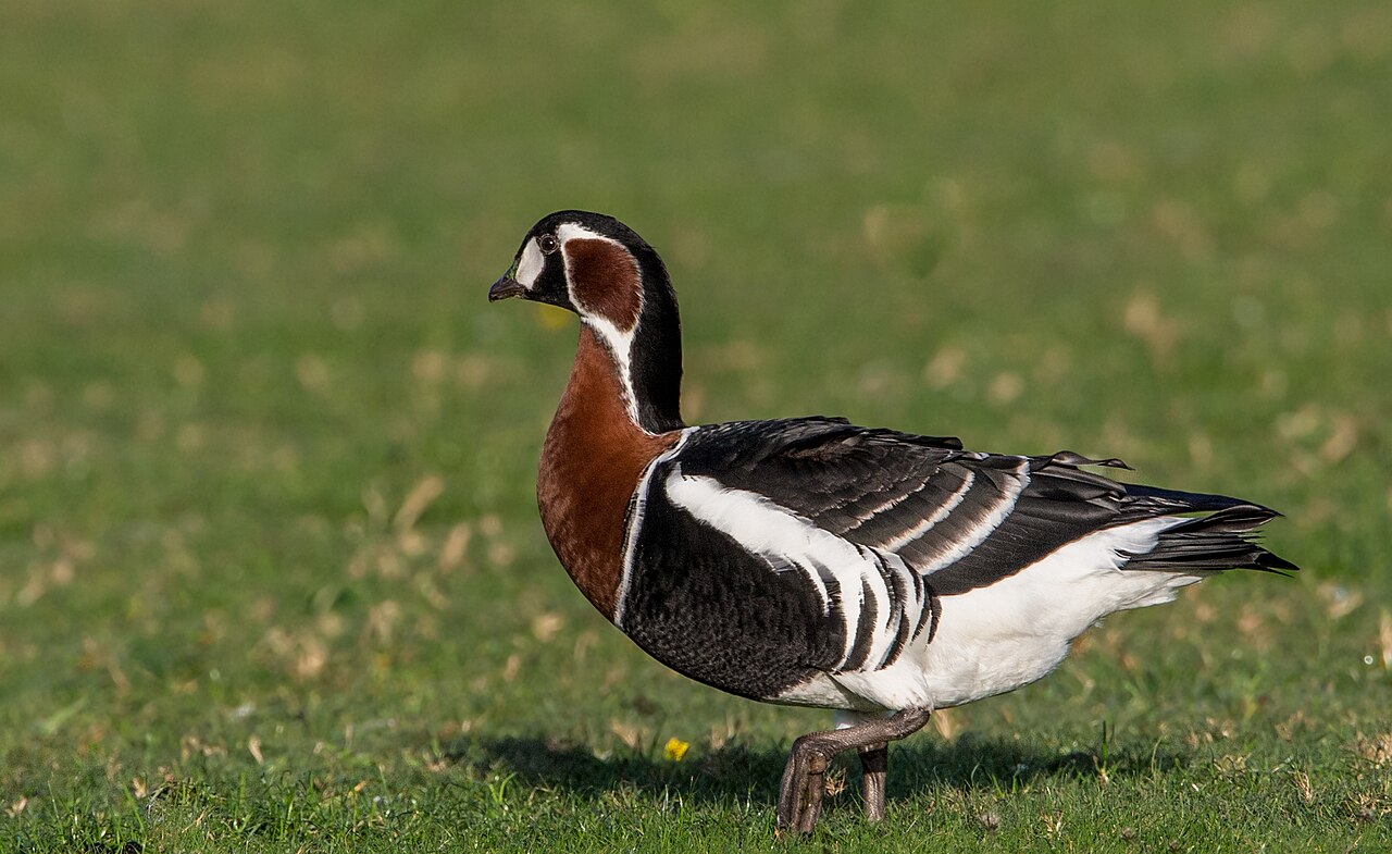 Roodhalsgans (Branta ruficollis)