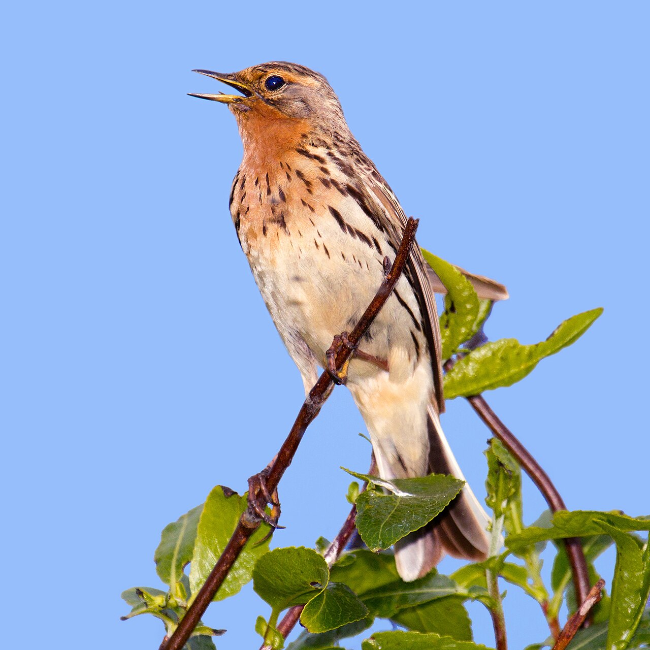 Roodkeelpieper (Anthus cervinus)