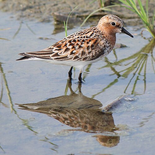 Rotkehl-Strandläufer (Calidris ruficollis)
