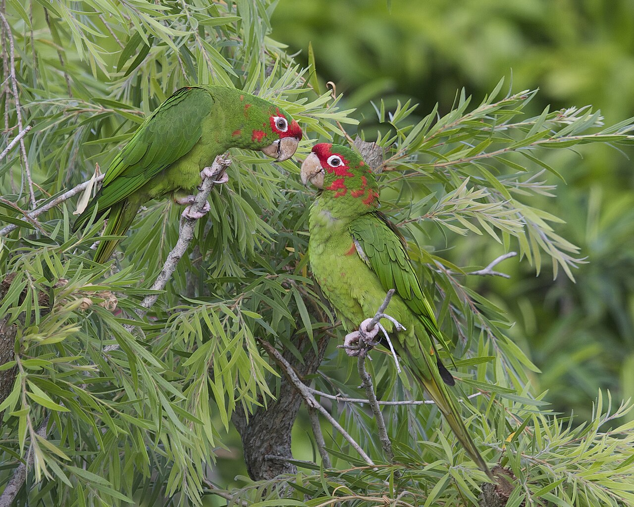Roodmaskeraratinga (Psittacara mitratus)
