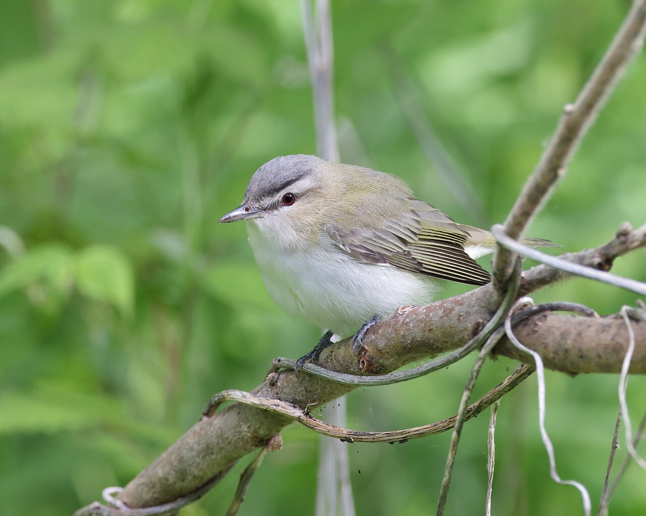 Roodoogvireo (Vireo olivaceus)