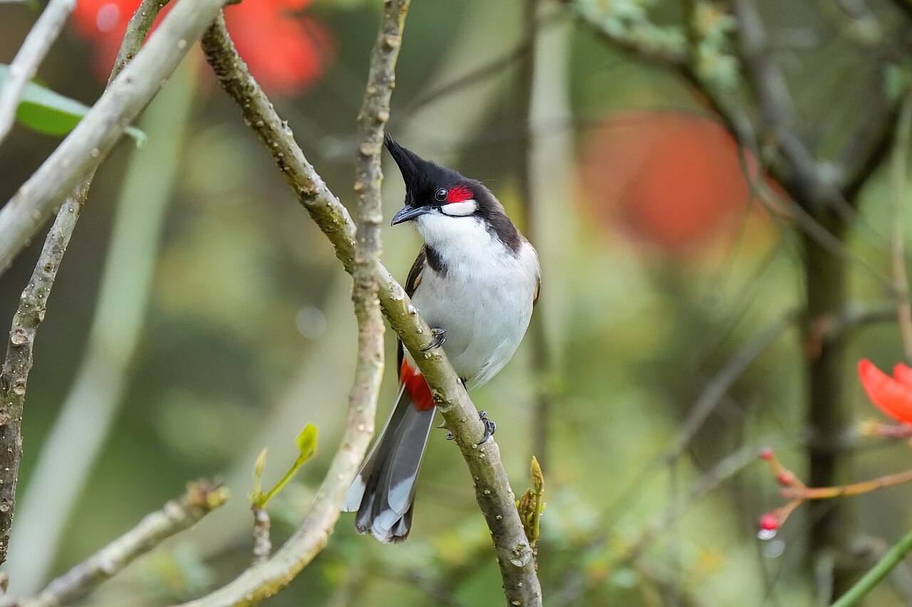Roodoorbuulbuul (Pycnonotus jocosus)