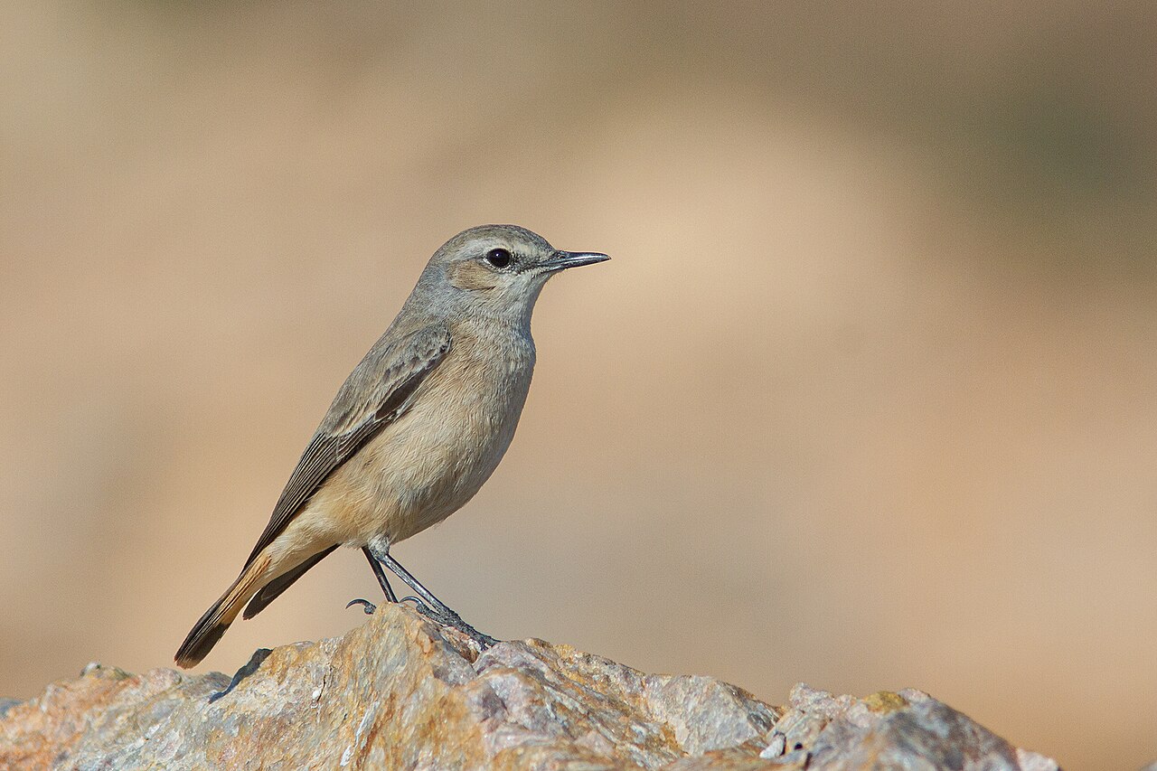 Roodstaarttapuit (Oenanthe chrysopygia)
