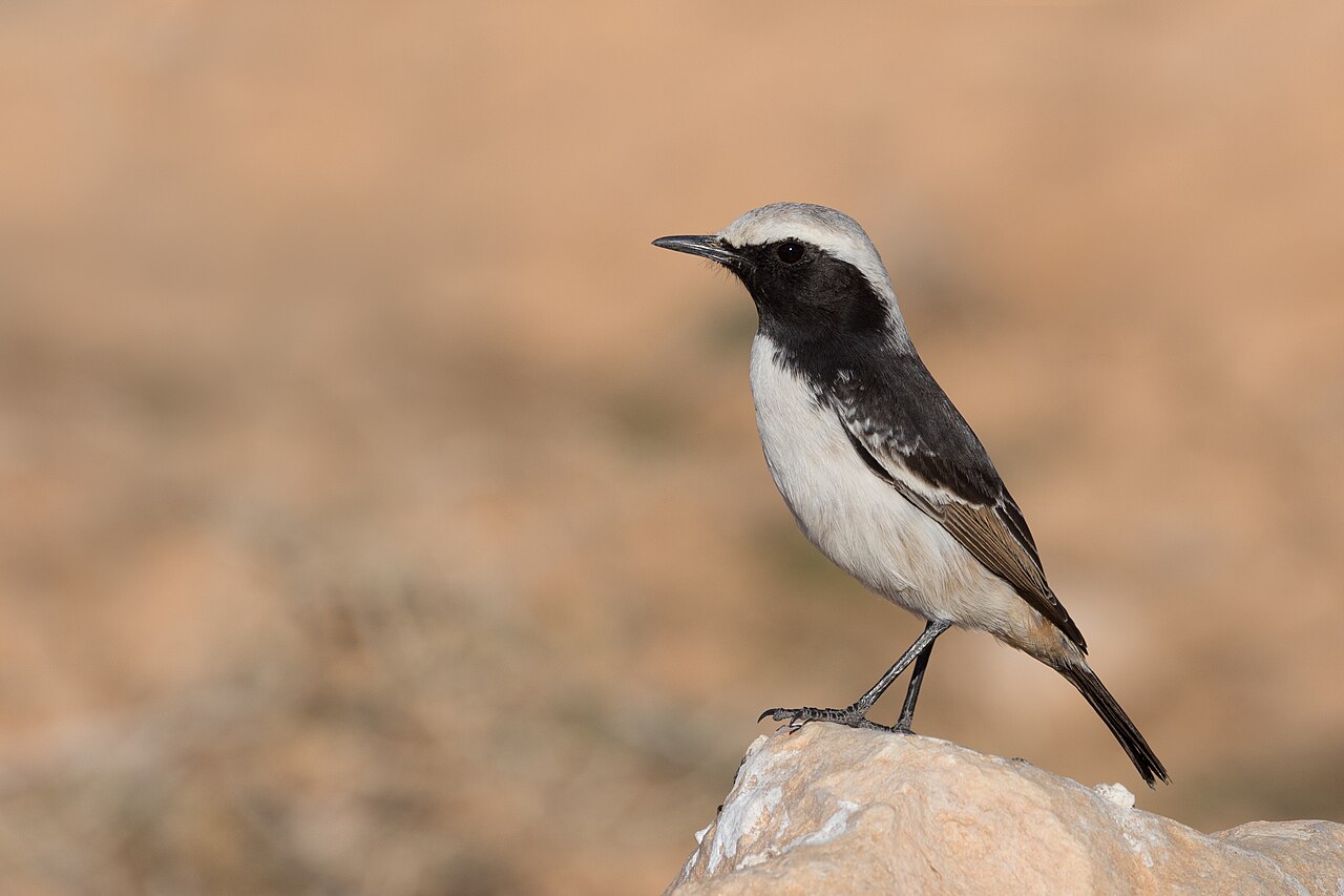 Roodstuittapuit (Oenanthe moesta)