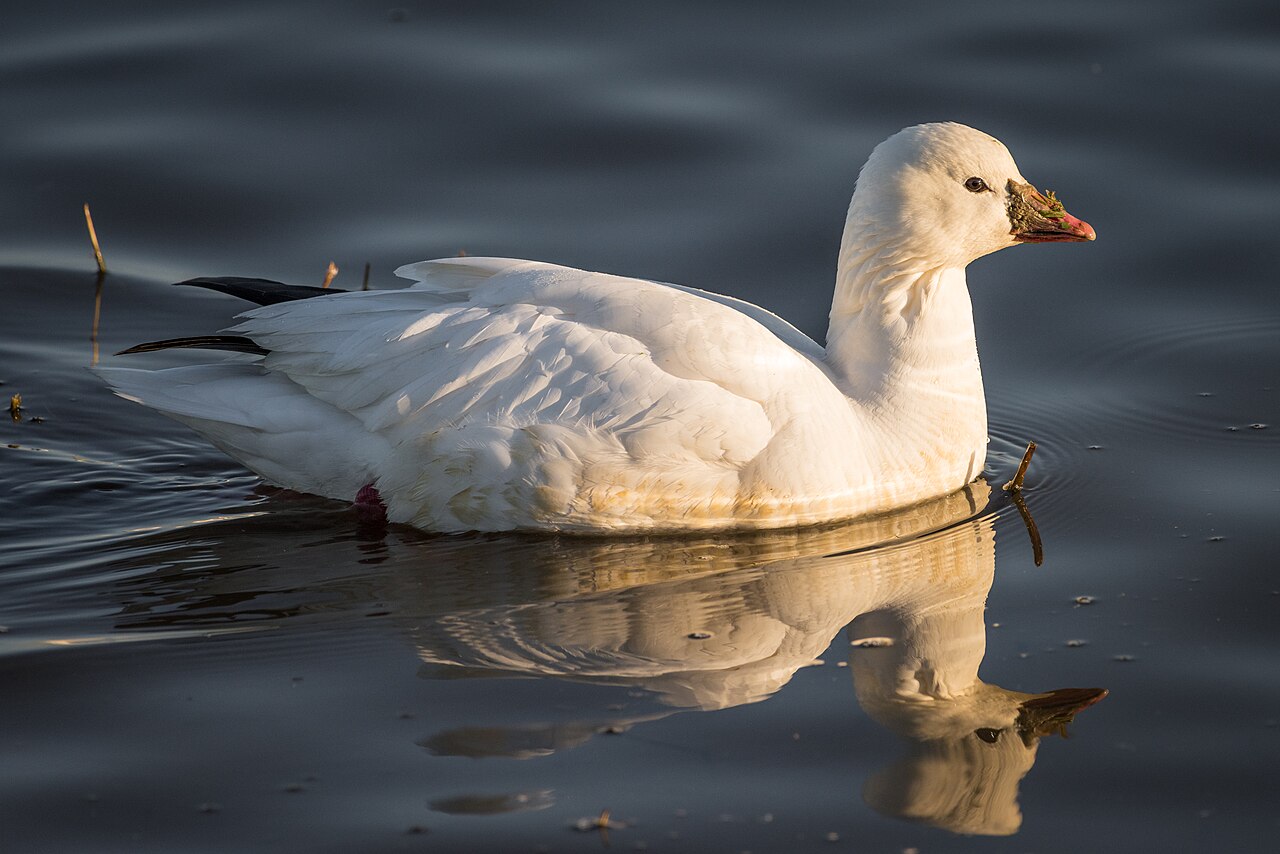 Ross' gans (Anser rossii)