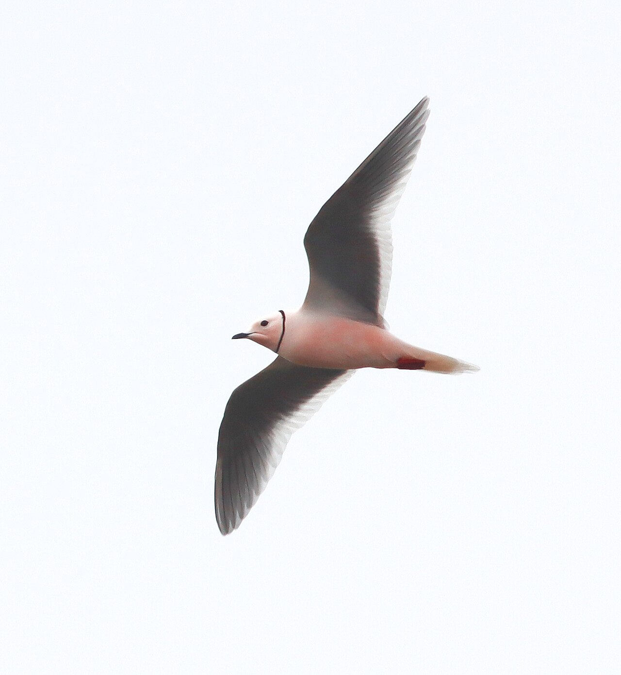 Ross' meeuw (Rhodostethia rosea)
