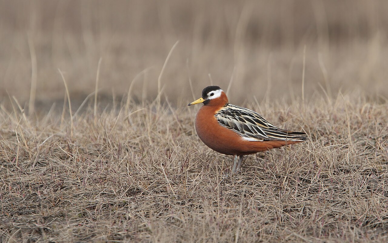 Rosse franjepoot (Phalaropus fulicarius)