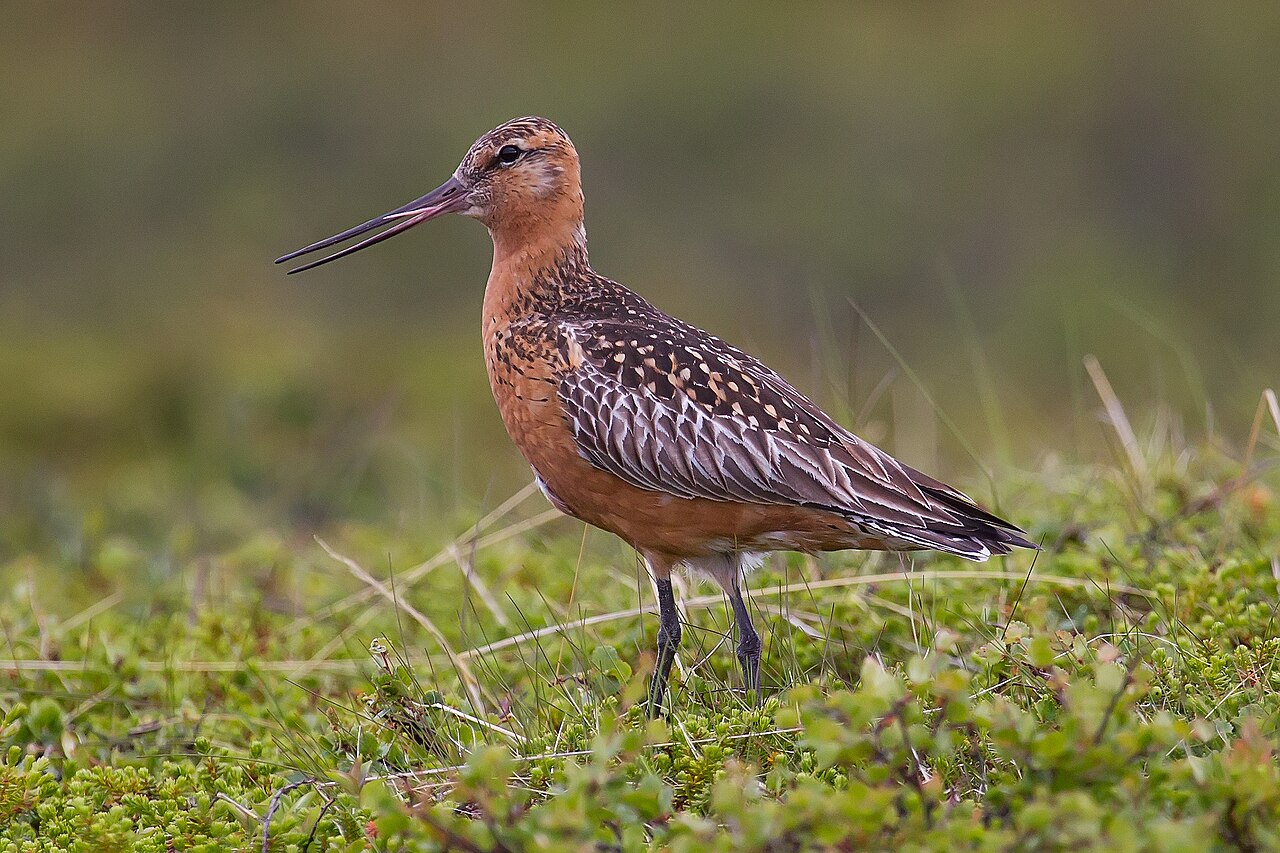 Rosse grutto (Limosa lapponica)