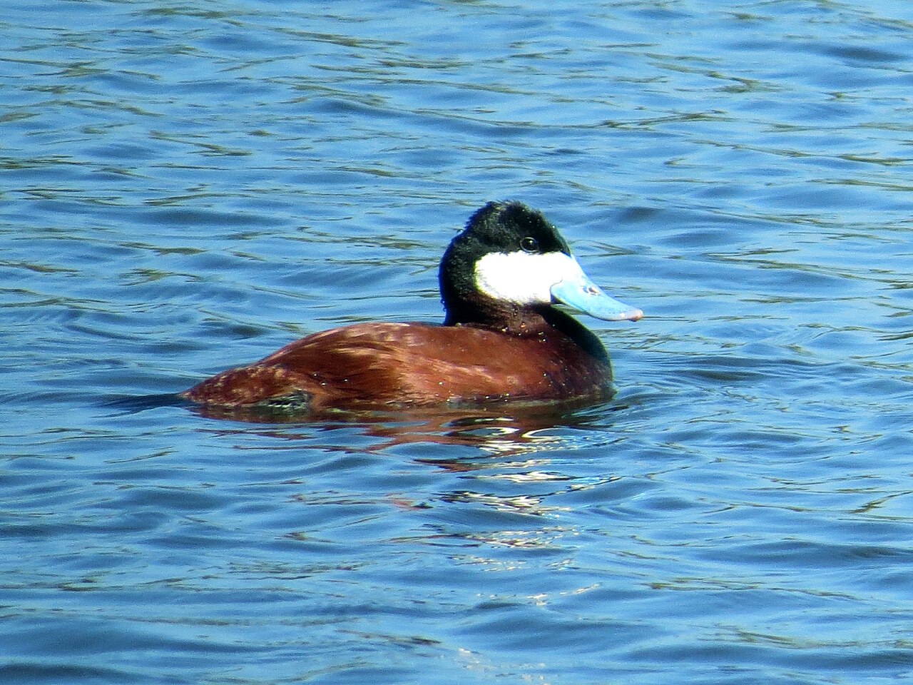 Rosse stekelstaart (Oxyura jamaicensis)