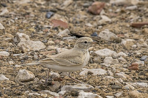 Sandlerche (Ammomanes cinctura)