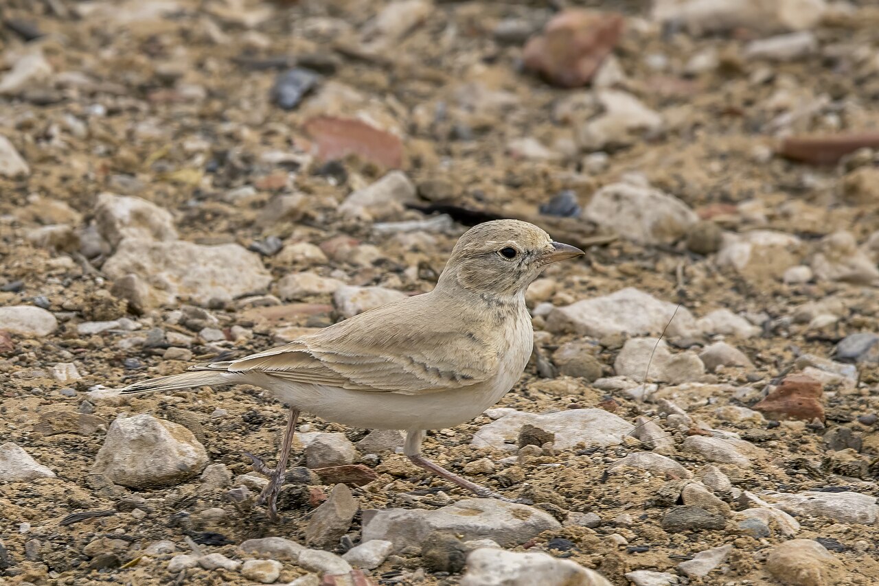 Rosse woestijnleeuwerik (Ammomanes cinctura)