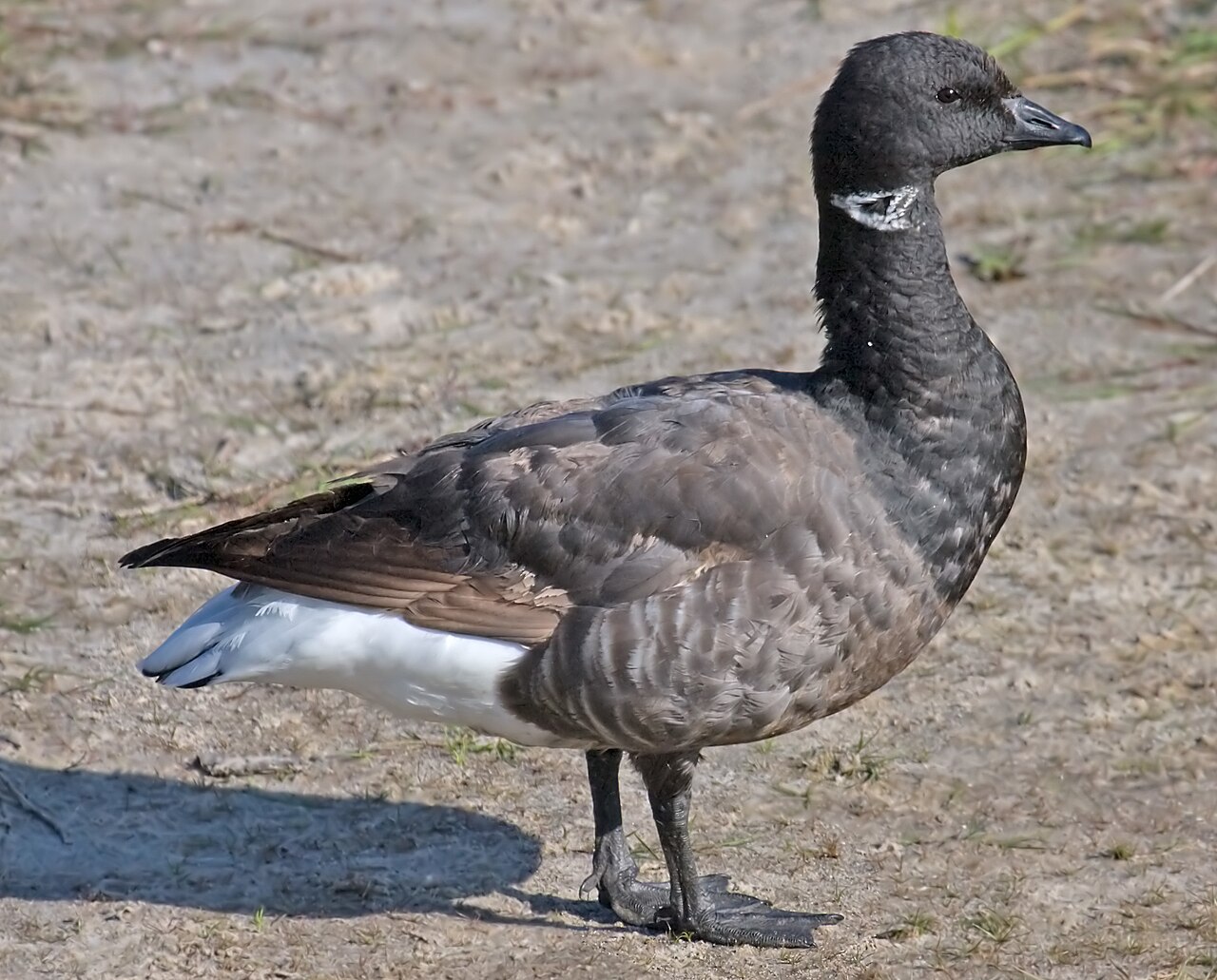 Rotgans, ondersoort bernicla, zwartbuikrotgans