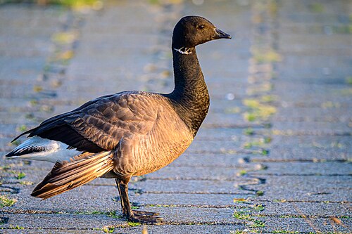 Ringelgans (Branta bernicla)